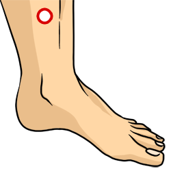 Acupressure Point - Spleen 6