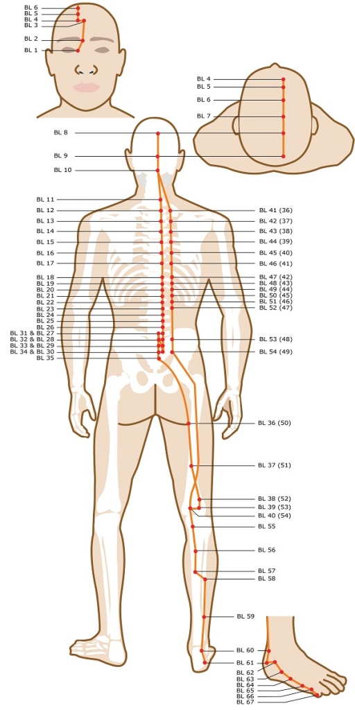 Acupuncture Meridian – Bladder