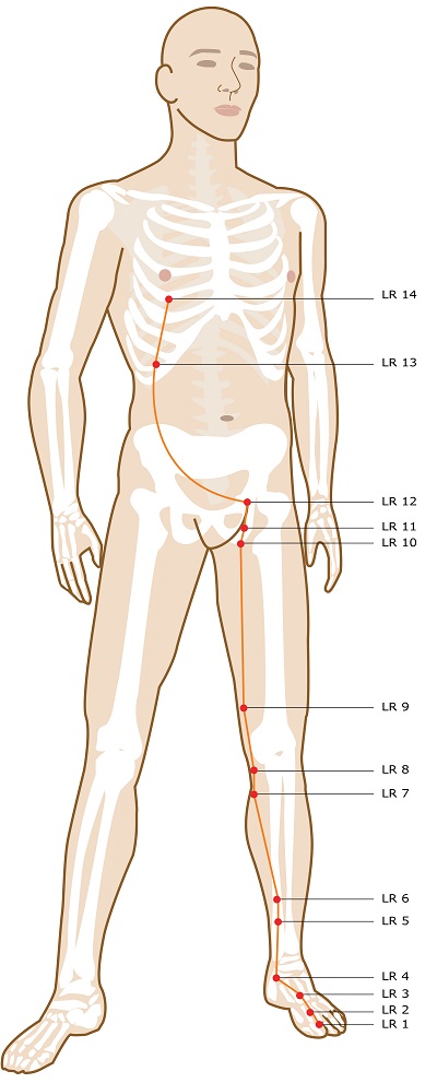 Acupuncture Meridian - Liver