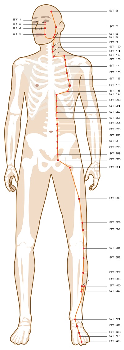 Stomach Meridian Chart