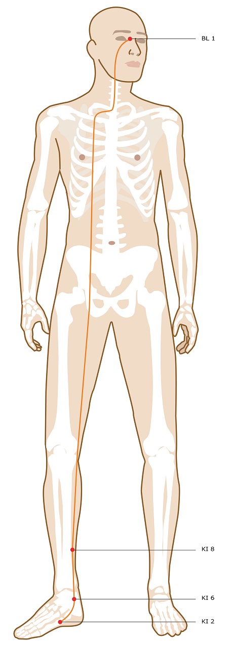 Acupuncture Meridian - Yin Motility Vessel